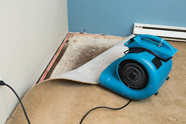 Best Flooded house restoration  in Holtville, AL